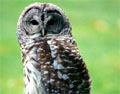 Owl at zoo